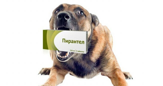 Пирантел для собак: отзывы, инструкция по применению, противопоказания