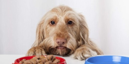 Почему собака не ест