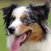 Порода Австралийская овчарка (Аусси) — характеристики, стандарт, фотографии