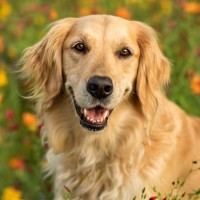 Золотистый ретривер