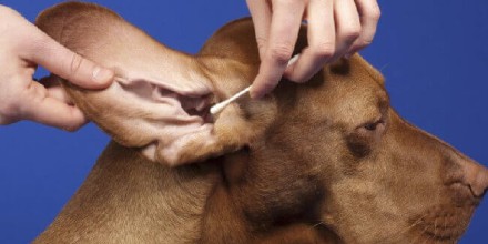 Как почистить уши собаке
