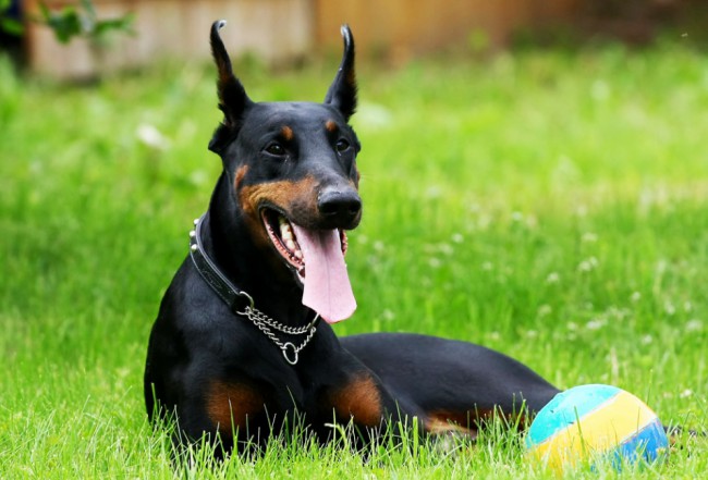 Image result for Doberman собака живот вверх
