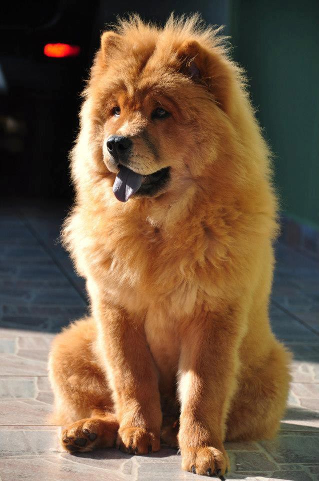 Порода большая пушистая собака порода фото