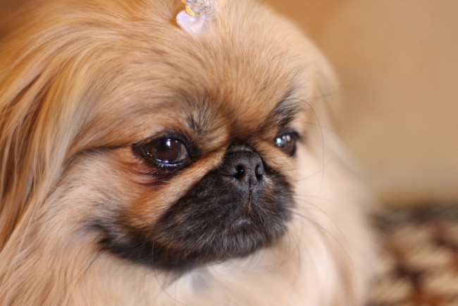 пекинес собака фото сколько стоит щенка