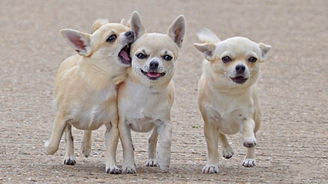 чихуахуа самая маленькая порода собак в мире фото