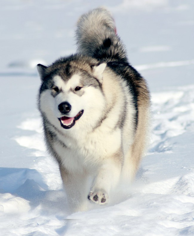аляскинский маламут вес взрослой собаки и рост
