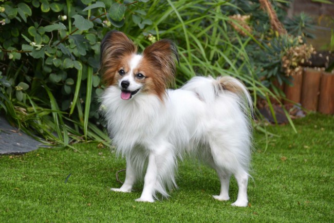 Папильон (папийон): фото собаки, цена, описание породы, характер, видео