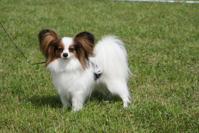 Папильон (папийон): фото собаки, цена, описание породы, характер, видео