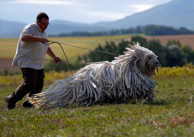 венгерская овчарка фото