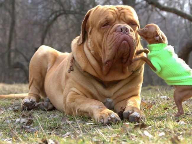 самая большая порода собак в мире английский мастиф