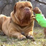 Самые большие породы собак в мире: фото, описание