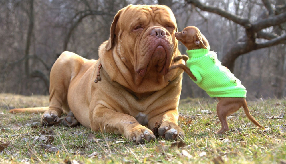 Самая крупная порода собак в мире фото