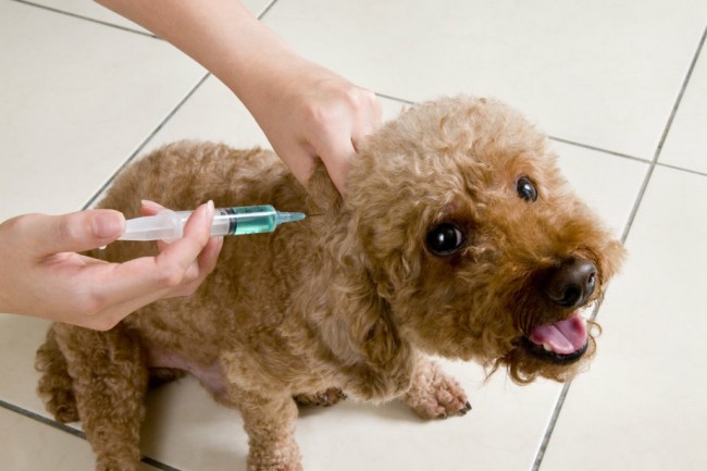 вакцинация собак фото
