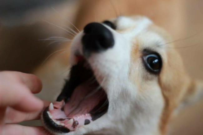 смена зубов у собак