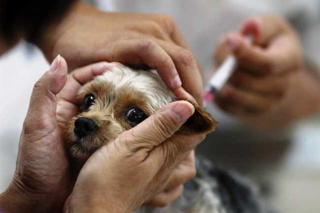 вакцинация щенков