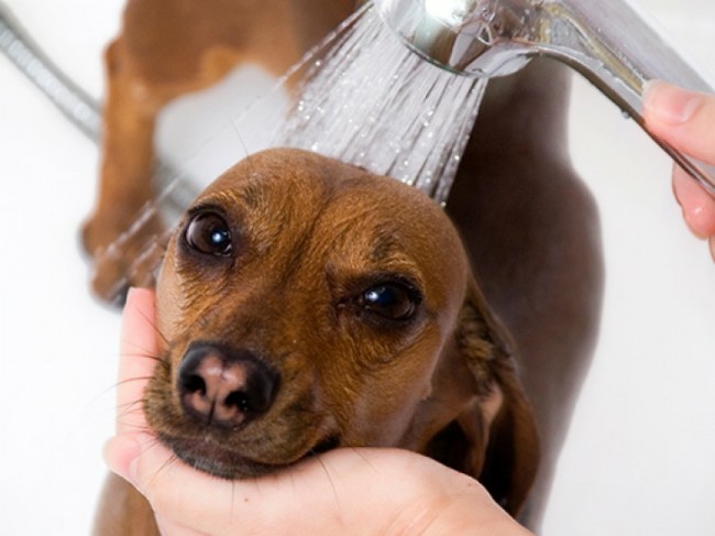 как правильно мыть собаку