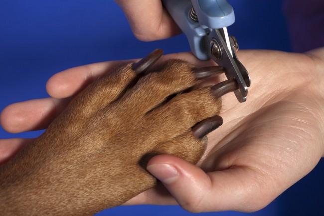 как подстричь когти щенку