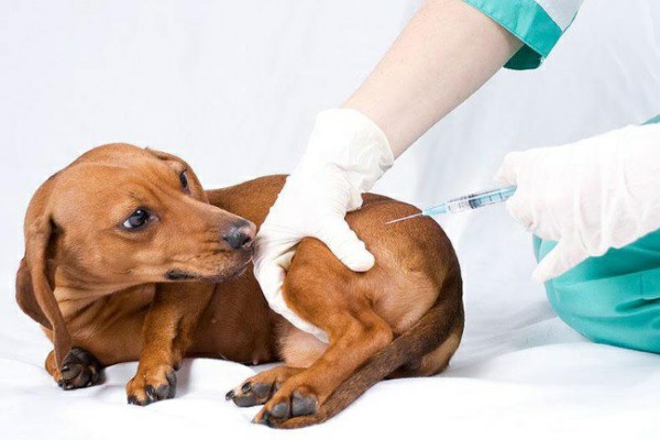 схема вакцинации собак
