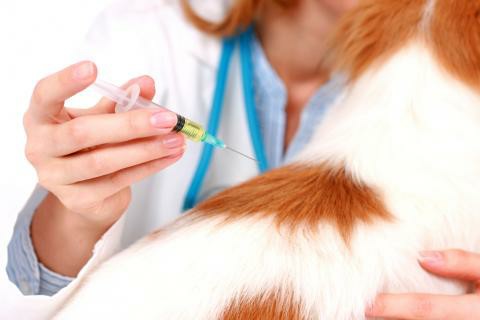 цена вакцинации собак