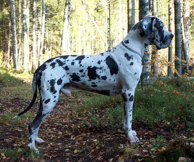 Немецкий дог: фото собаки, цена, описание породы, характер, видео