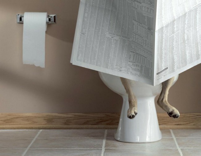 как приучить собаку ходить в туалет
