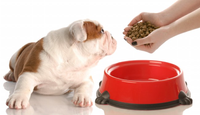 как правильно кормить собаку сухим кормом