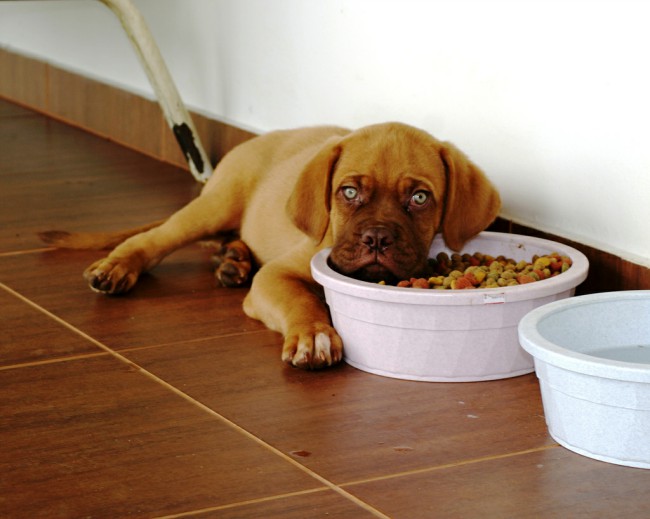 как правильно кормить щенка сухим кормом