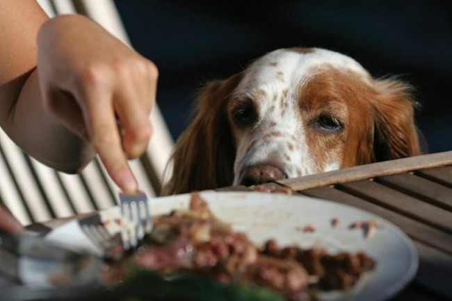 почему нельзя кормить собаку со стола