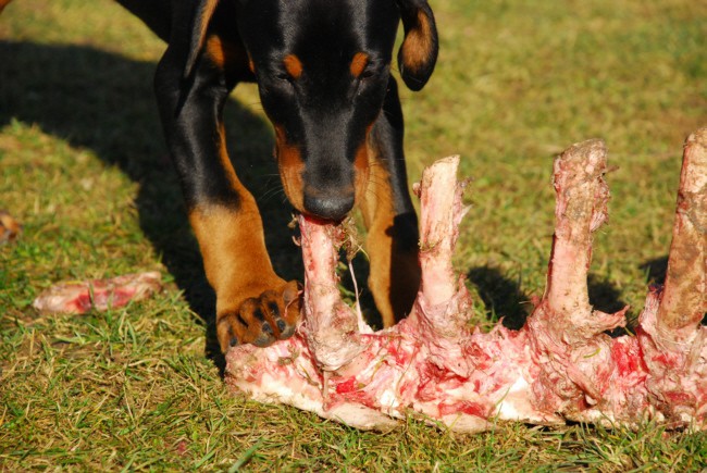 можно ли давать собаке говяжьи кости