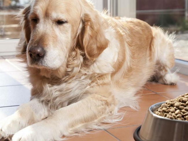симптомы парвовирусного энтерита у собак