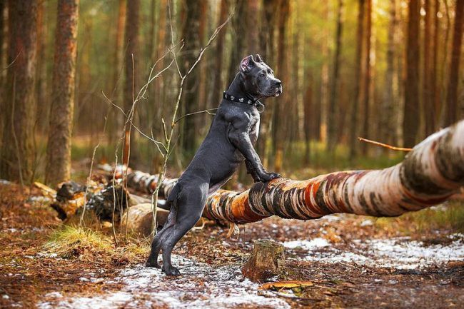 Породы бойцовских собак фото с названиями: питбуль мастиф
