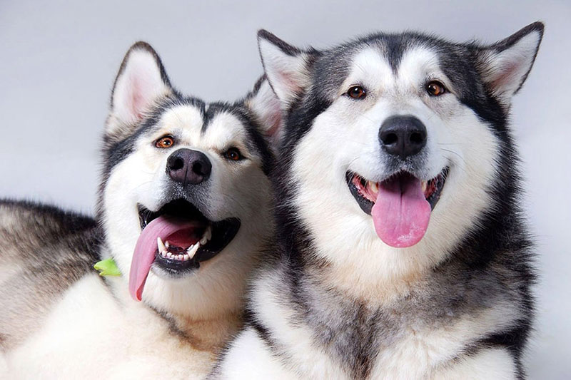 Как правильно назвать щенка по родословной — особенности присвоения кличек породистым собакам