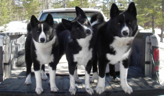 якутская лайка размеры взрослой собаки