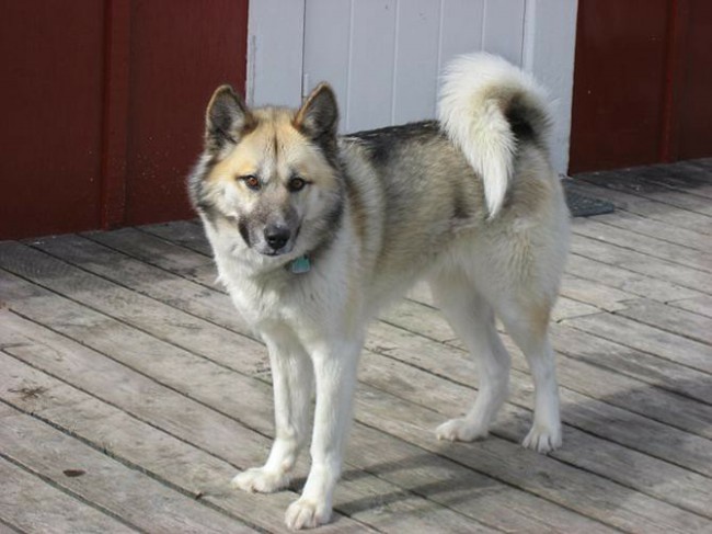 Гренландская ездовая собака фото