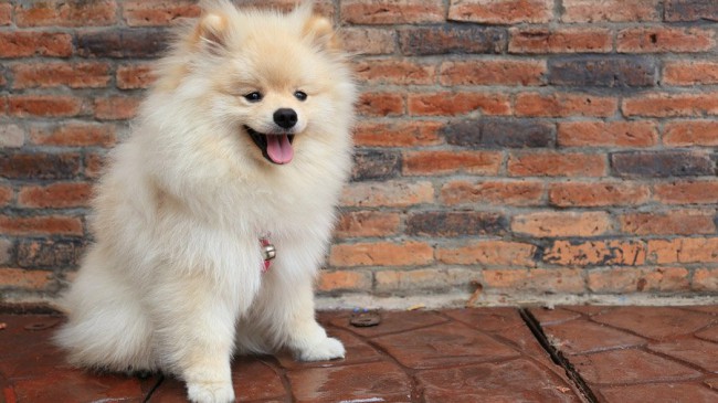 померанский шпиц - собаки с описаниями и фото