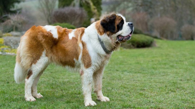 сенбернар - породы собак с картинками