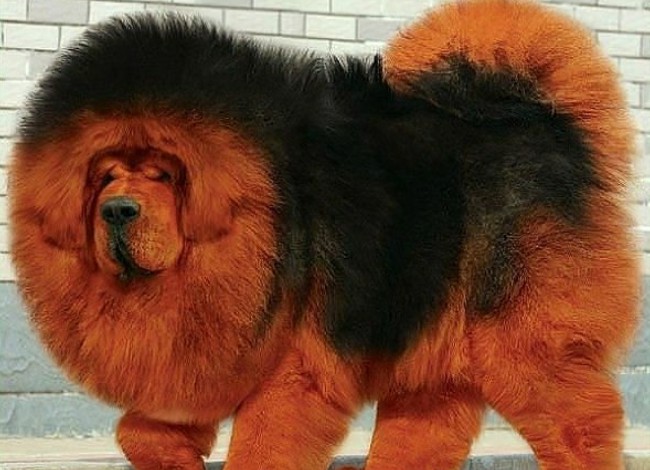 дорогая порода собак тибетский мастиф фото