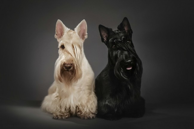 Порода черно белых больших собак