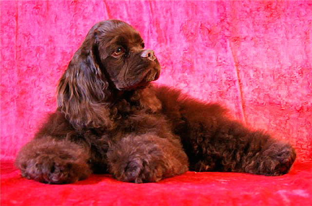 шоколадный щенок американского кокер-спаниеля фото