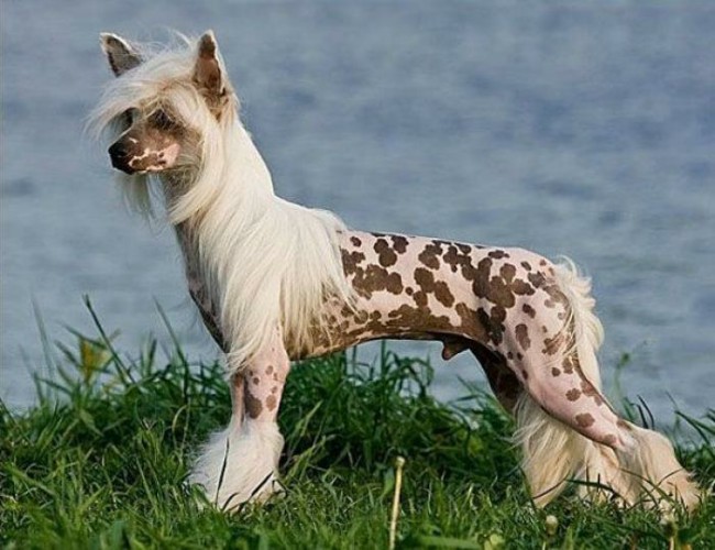 пятнистая китайская голая собака фото