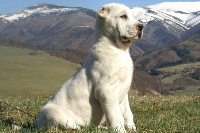 белый щенок среднеазиатской овчарки (алабая)