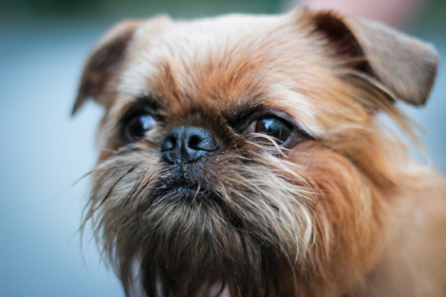 брюссельский гриффон собака фото сколько стоит