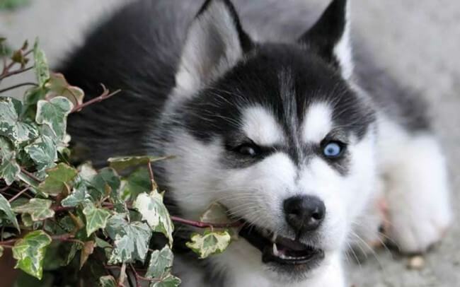 сибирский хаски сколько стоит щенка