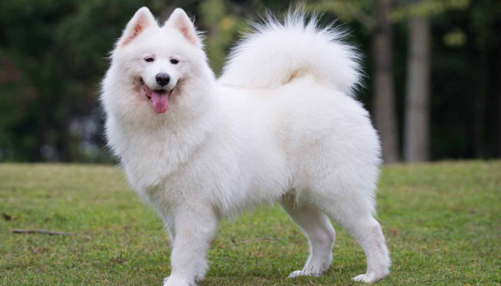 самоедская собака фото сколько стоит щенка