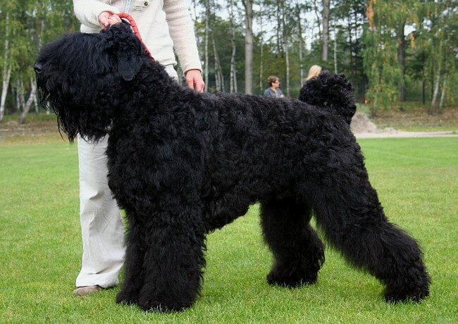 черный терьер фото взрослой собаки