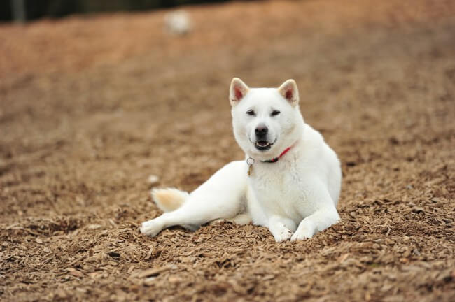 Белые собаки фото