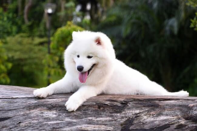 Белый самоед собака