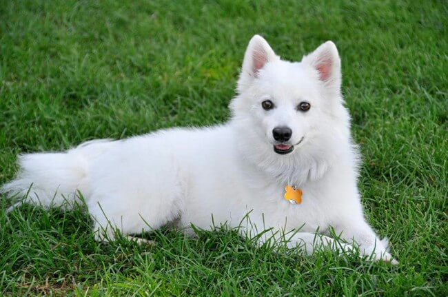 Топ-12 самых красивых белых собак