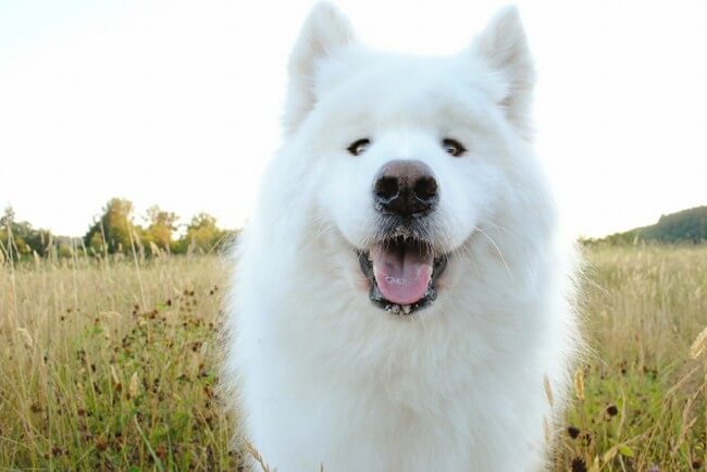 Фото большая белая собака порода фото thumbnail