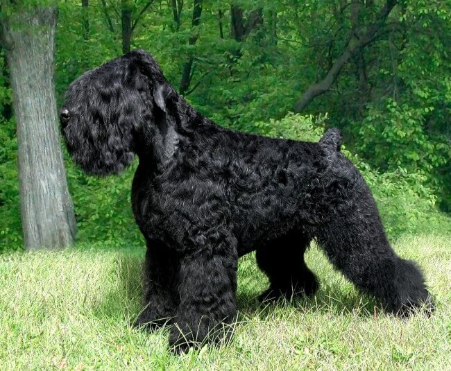 Черная собака русский терьер